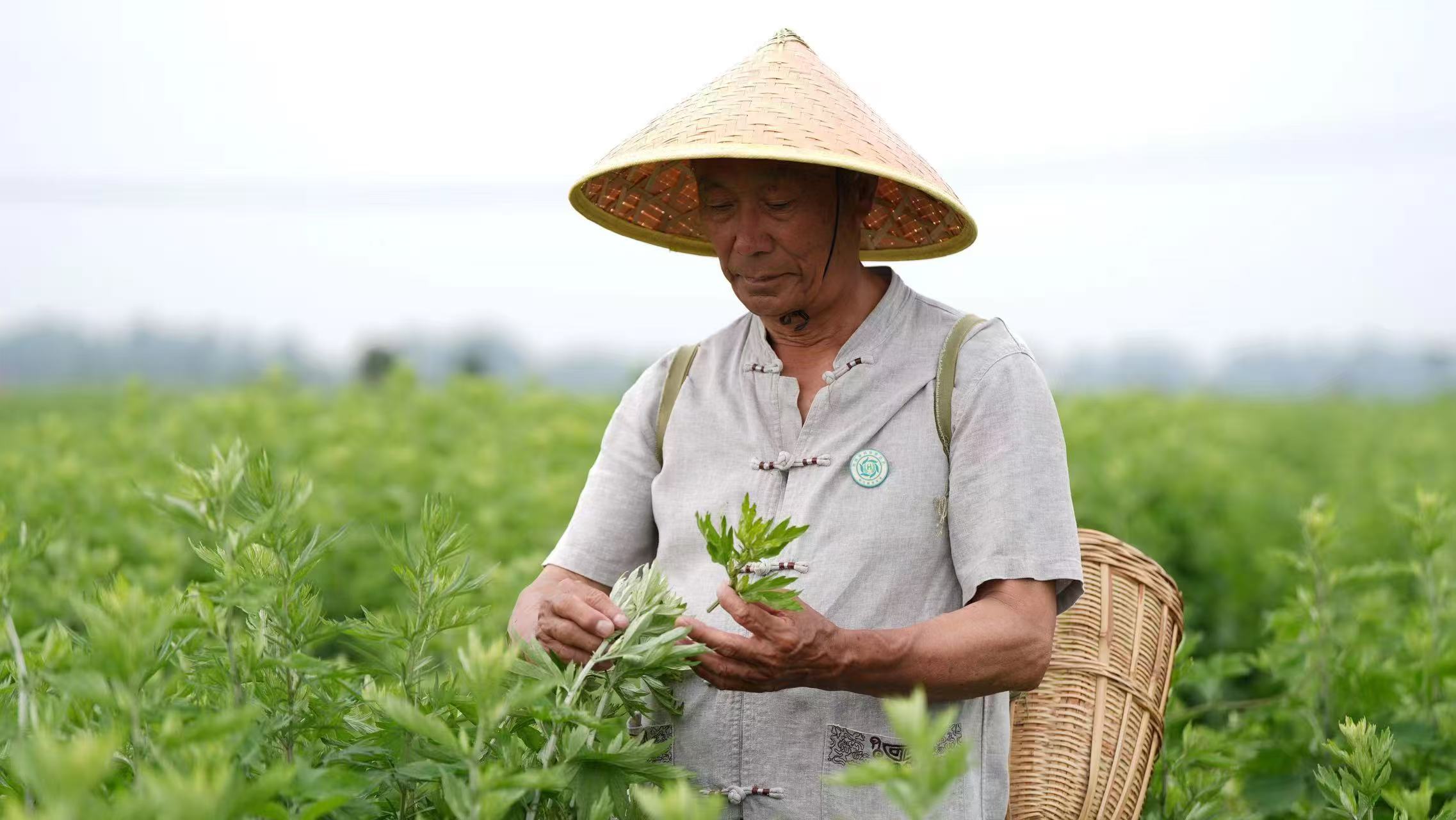 非遗传承人肖吉全检视艾草