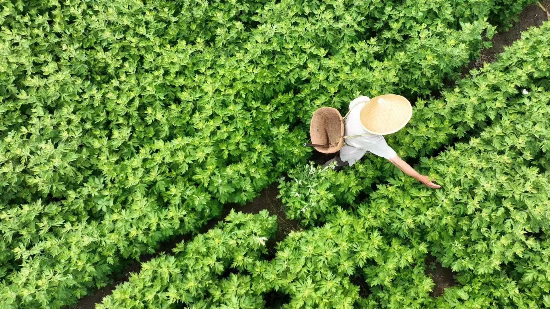 艾草种植基地俯瞰
